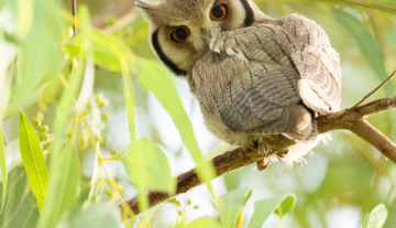 Productfoto: Vogelbeobachtungstouren in Gambia