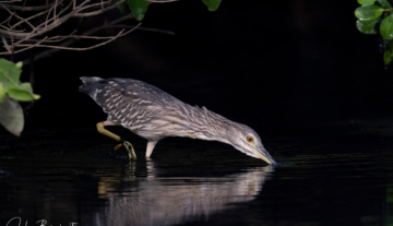 Productfoto: Vogelbeobachtungstouren in Gambia