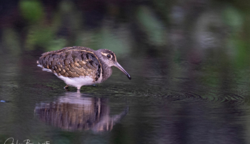 Productfoto: Vogelbeobachtungstouren in Gambia