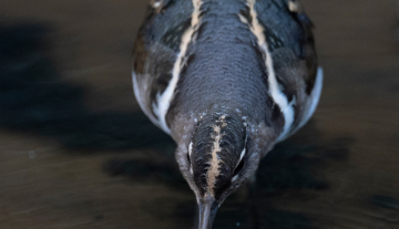 Productfoto: Vogelbeobachtungstouren in Gambia