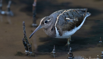 Productfoto: Vogelbeobachtungstouren in Gambia