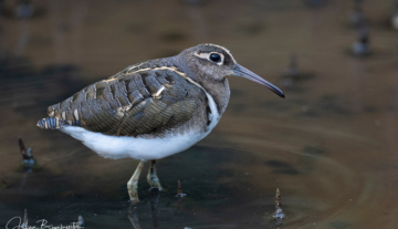 Productfoto: Vogelbeobachtungstouren in Gambia