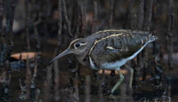 Productfoto: Vogelbeobachtungstouren in Gambia