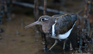 Productfoto: Vogelbeobachtungstouren in Gambia