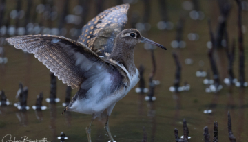 Productfoto: Vogelbeobachtungstouren in Gambia