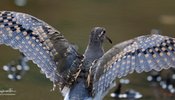 Productfoto: Vogelbeobachtungstouren in Gambia