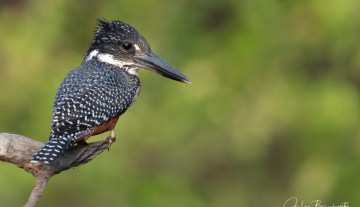 Productfoto: Vogelbeobachtungstouren in Gambia