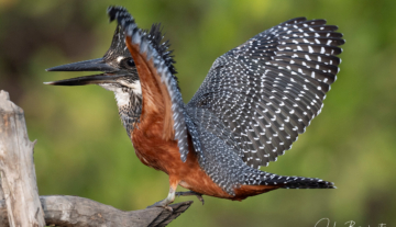 Productfoto: Vogelbeobachtungstouren in Gambia