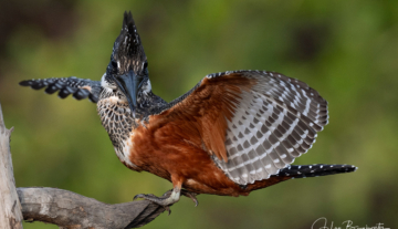 Productfoto: Vogelbeobachtungstouren in Gambia