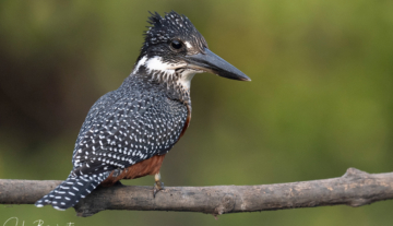 Productfoto: Vogelbeobachtungstouren in Gambia