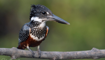 Productfoto: Vogelbeobachtungstouren in Gambia