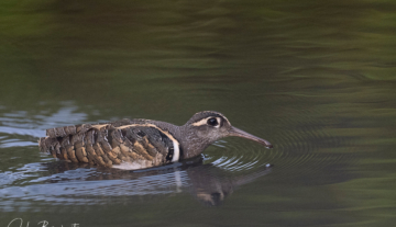 Productfoto: Vogelbeobachtungstouren in Gambia