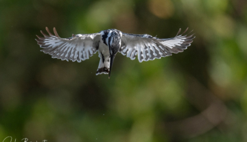 Productfoto: Vogelbeobachtungstouren in Gambia