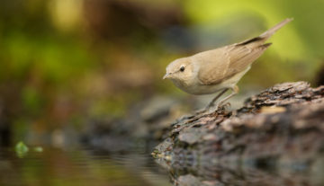 Productfoto: HBN Foto Versteck 8