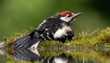 Productfoto: HBN Foto Versteck 8