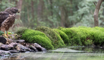 Productfoto: HBN Foto Versteck 5