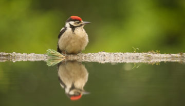 Productfoto: HBN Foto Versteck 8
