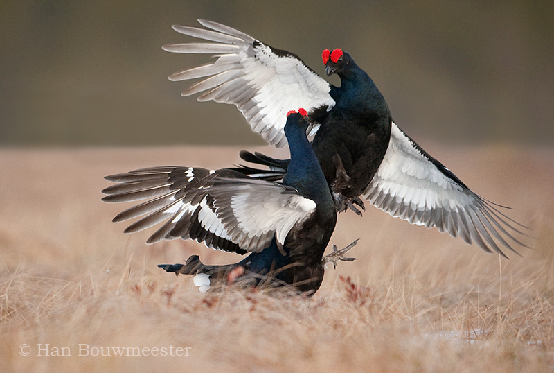 Vechtende korhanen; cockfighting Black Grouse