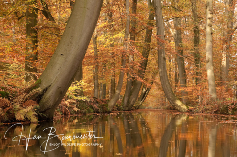 Landschappen