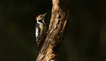 Productfoto: HBN Foto Versteck 5