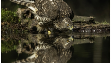 Productfoto: HBN Foto Versteck 5