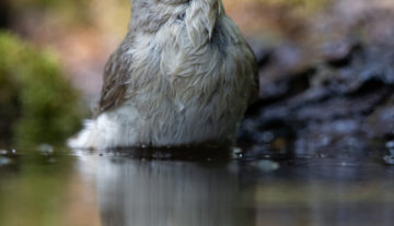 Productfoto: HBN Foto Versteck 8