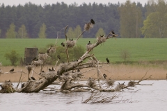 aalscholver_HBN5721