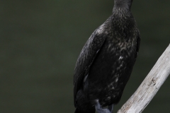 aalscholver_HBN6849