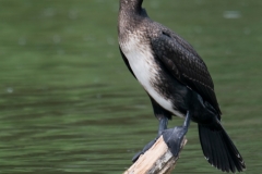 aalscholver_HBN6854