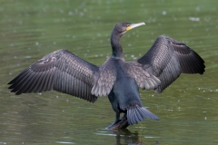 aalscholver_HBN6873