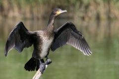 aalscholver_HBN6919