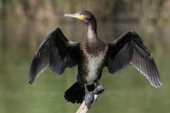aalscholver_HBN6921