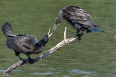 aalscholver_HBN6925