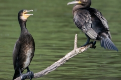 aalscholver_HBN6931