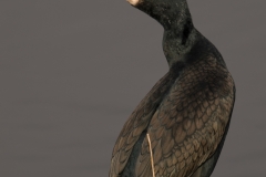 aalscholver_HBN7152