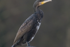 aalscholver_HBO4255
