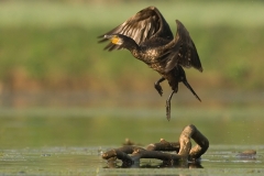 aalscholver_HBO5456