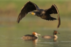 aalscholver_HBO5461