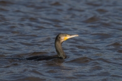 aalscholver_HBO6217