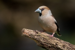 Appelvink