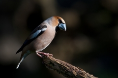 Appelvink_HB71057