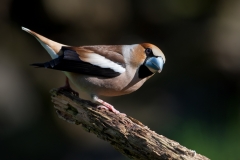 Appelvink_HB71063