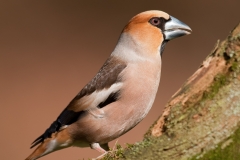 Appelvink_HB71093