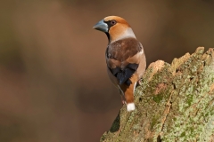 Appelvink_HB71098