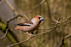 Appelvink_HB71116