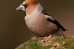 Appelvink_HB71129