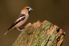 Appelvink_HB71147