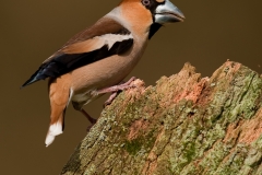 Appelvink_HB71152