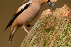 Appelvink_HB71175