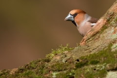 Appelvink_HB71196